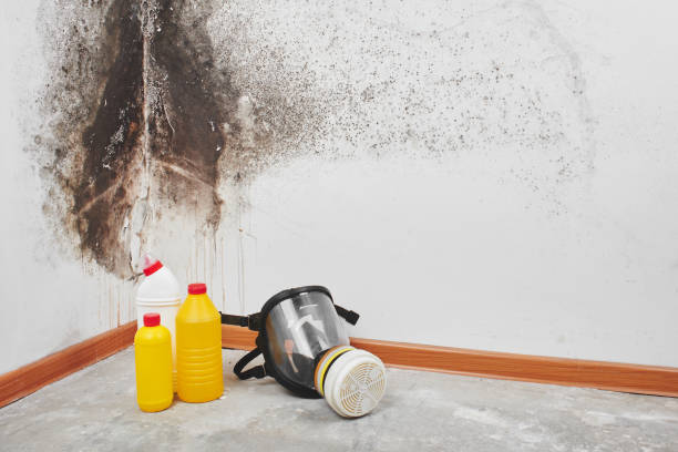 Best Emergency Mold Removal  in Imlay City, MI