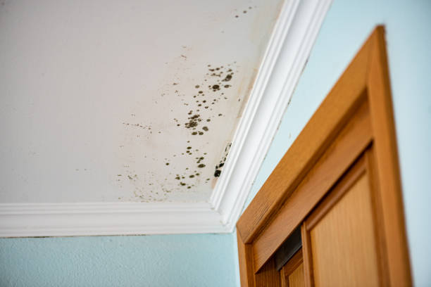 Best Mold Removal Process  in Imlay City, MI