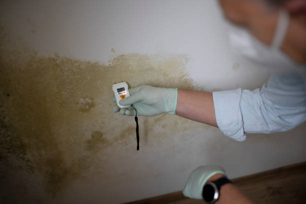 Crawl Space Mold Removal in Imlay City, MI