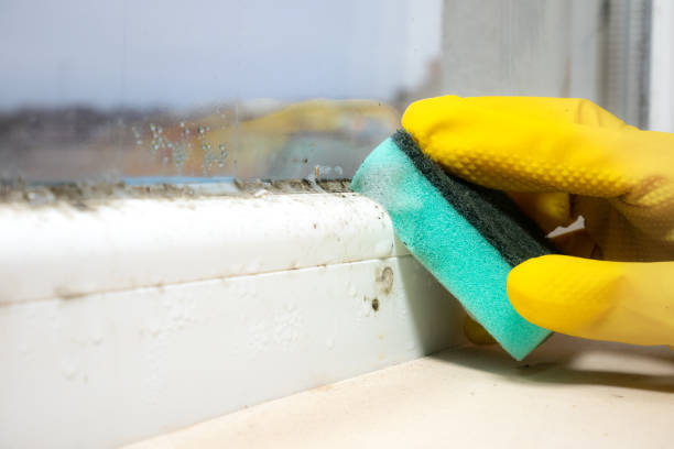 Best Mold Cleaning Services  in Imlay City, MI
