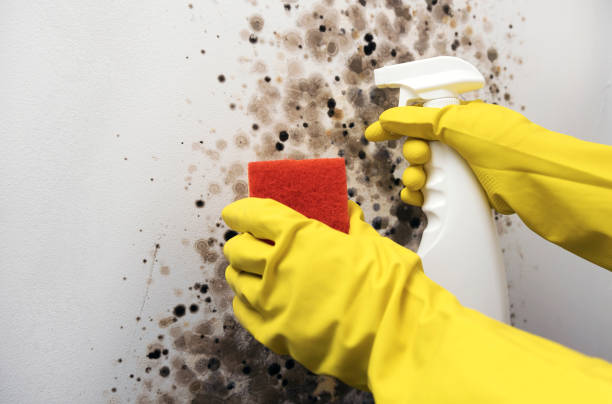 Best Mold Testing  in Imlay City, MI