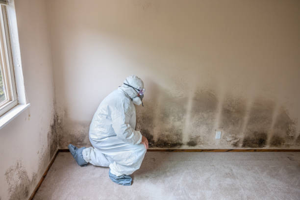 Best Crawl Space Mold Removal  in Imlay City, MI