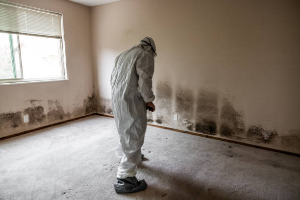 Best Commercial Mold Removal  in Imlay City, MI