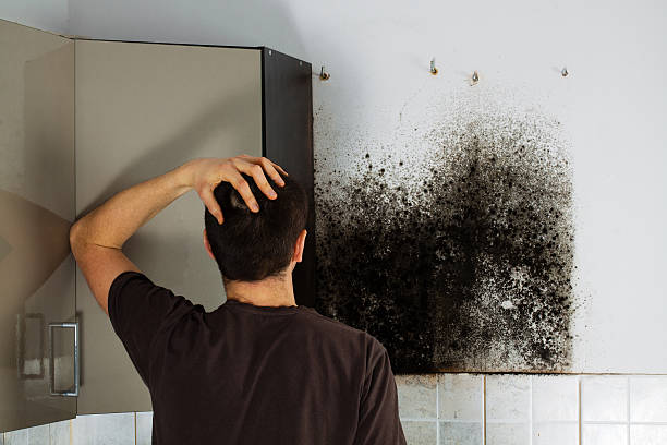 Best Crawl Space Mold Removal  in Imlay City, MI