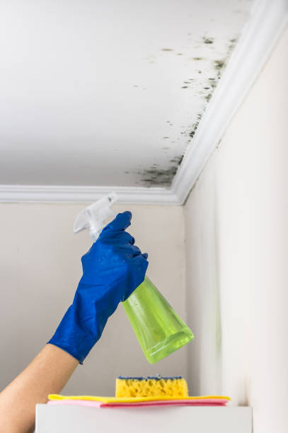 Mold Removal Process in Imlay City, MI