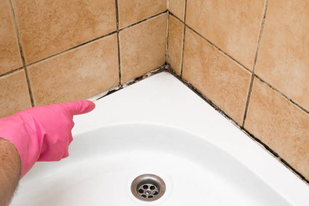 Best Fast Mold Removal  in Imlay City, MI