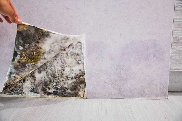 Best Mold Testing and Removal  in Imlay City, MI